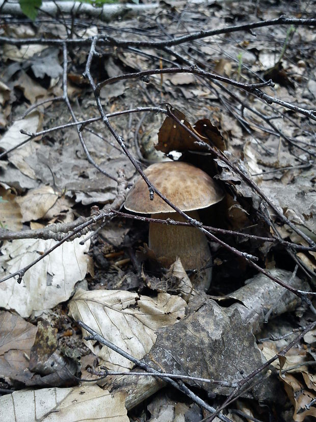 hríb smrekový Boletus edulis Bull.