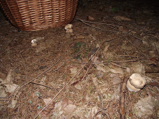 hríb smrekový Boletus edulis Bull.