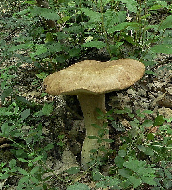 hríb dubový Boletus reticulatus Schaeff.