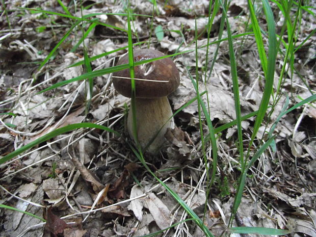 hríb dubový Boletus reticulatus Schaeff.