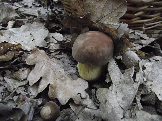 hríb dubový Boletus reticulatus Schaeff.