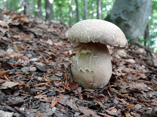 hríb dubový Boletus reticulatus Schaeff.