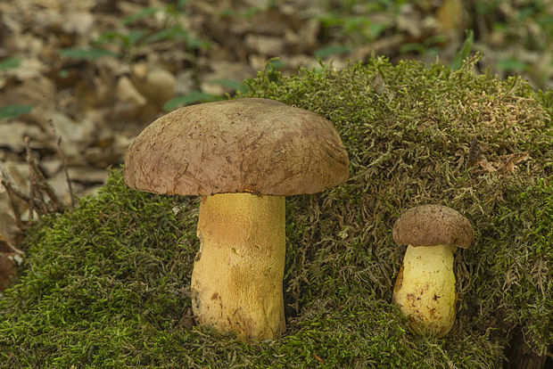 hríb príveskatý Butyriboletus appendiculatus (Schaeff. ex Fr.) Secr.