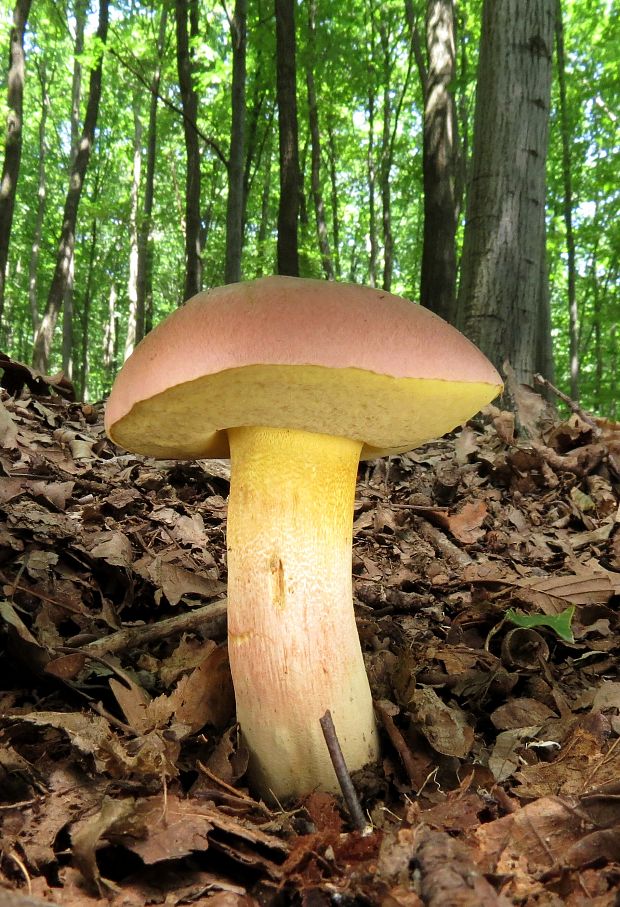 hríb nádherný Butyriboletus fuscoroseus (Smotl.) Vizzini & Gelardi