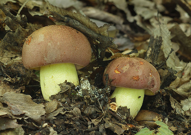 hríb nádherný Butyriboletus fuscoroseus (Smotl.) Vizzini & Gelardi