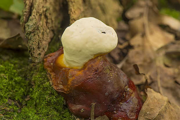 lesklokôrovka obyčajná Ganoderma lucidum (Curtis) P. Karst.