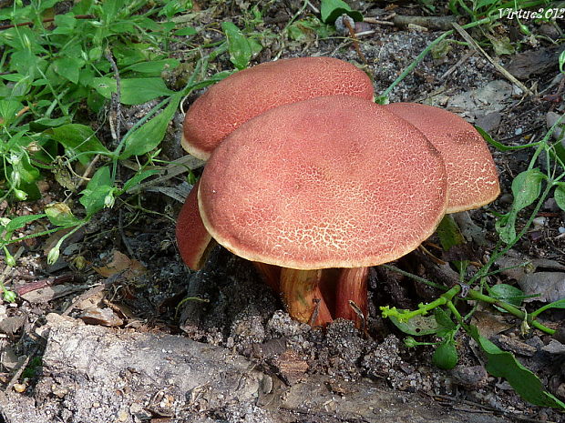 suchohríb karmínový Hortiboletus rubellus (Krombh.) Simonini, Vizzini & Gelardi