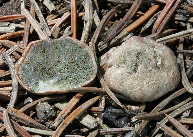 lúpavka hrubá Hysterangium crassum (Tul. & C. Tul.) E. Fisch.