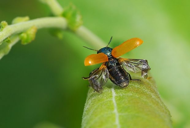 liskavka Labidostomis tridentata