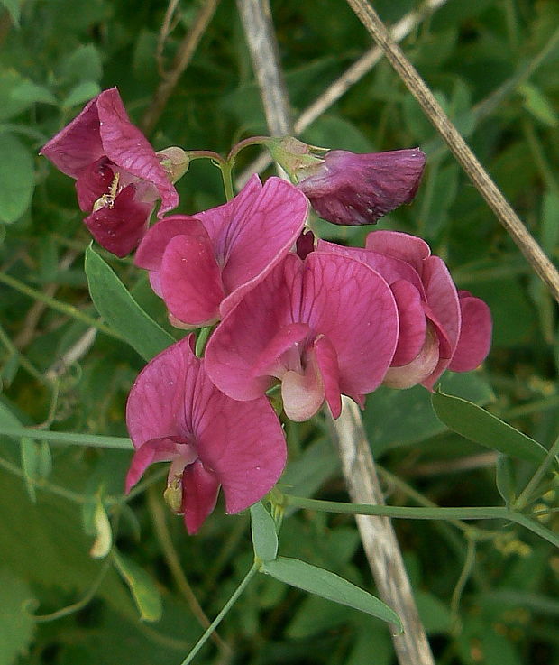 hrachor hľuznatý Lathyrus tuberosus L.