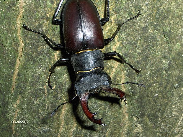 roháč obyčajný Lucanus cervus