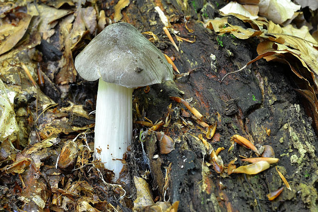 povraznica širokolupeňová Megacollybia platyphylla (Pers.) Kotl. & Pouzar