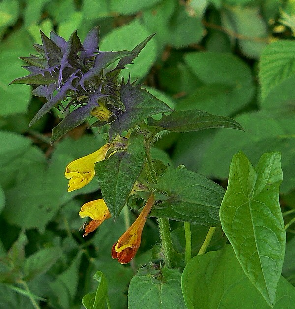 čermeľ hájny Melampyrum nemorosum L.