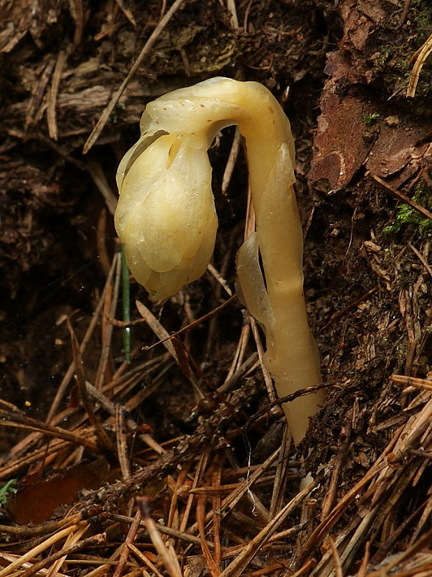 hniliak smrekový Monotropa hypopitys L.