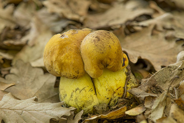 hríb zrnitohlúbikový odfarbený Neoboletus xanthopus (Quél.) Krieglst.