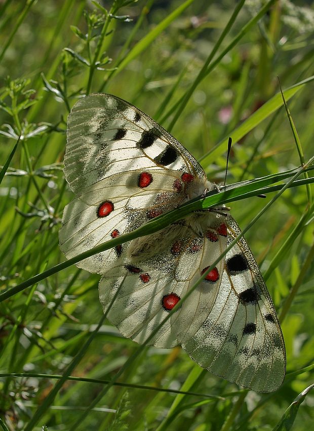 jasoň červenooký Parnassius apollo