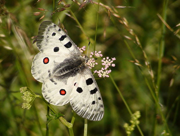 jasoň červenooký Parnassius apollo