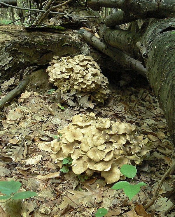 trúdnik klobúčkatý Polyporus umbellatus (Pers.) Fr.