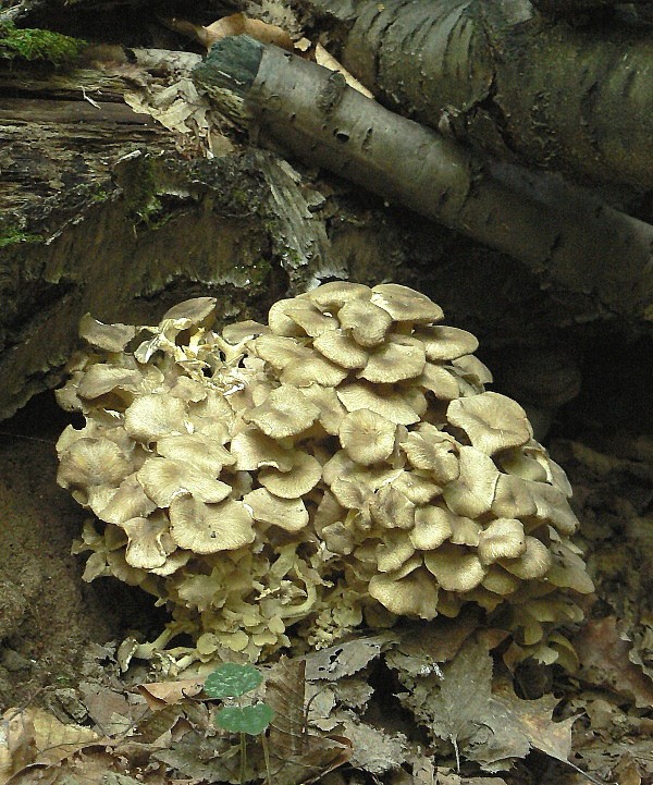 trúdnik klobúčkatý Polyporus umbellatus (Pers.) Fr.