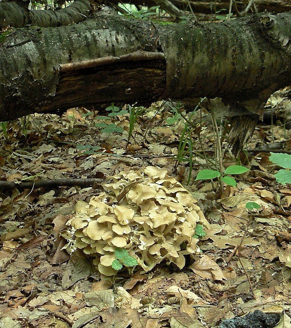 trúdnik klobúčkatý Polyporus umbellatus (Pers.) Fr.