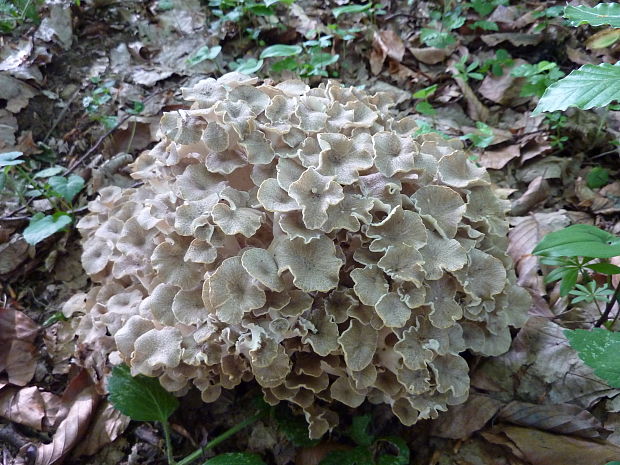 trúdnik klobúčkatý Polyporus umbellatus (Pers.) Fr.