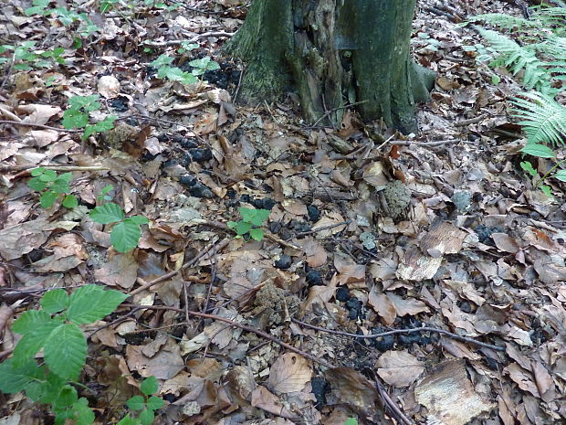 trúdnik klobúčkatý Polyporus umbellatus (Pers.) Fr.