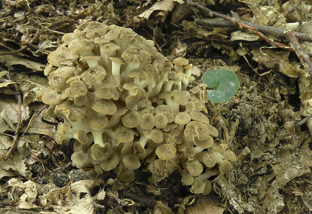 trúdnik klobúčkatý Polyporus umbellatus (Pers.) Fr.