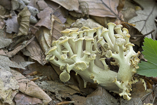 trúdnik klobúčkatý II. Polyporus umbellatus (Pers.) Fr.