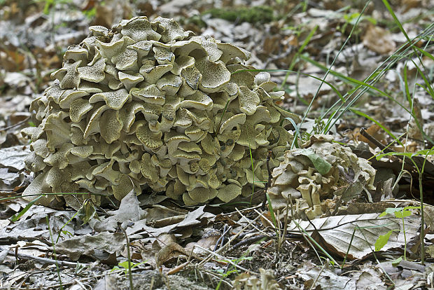 trúdnik klobúčkatý III. Polyporus umbellatus (Pers.) Fr.