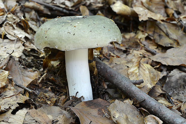 plávka trávovozelená Russula aeruginea Lindbl. ex Fr.