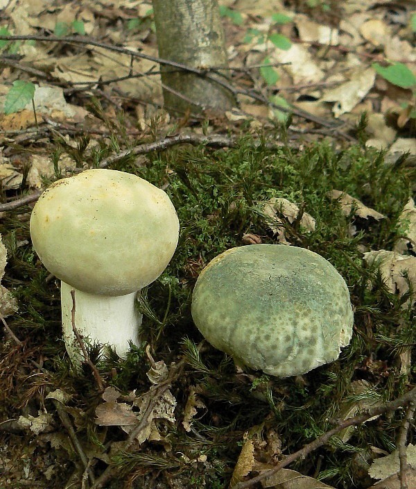 plávka zelenkastá Russula virescens (Schaeff.) Fr.