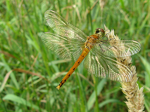 vážka /vážka rumělková Sympetrum depressiusculum