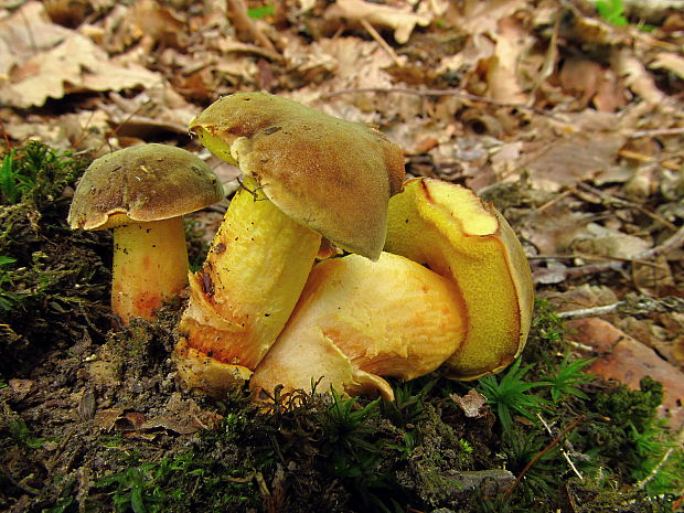 suchohríb plstnatý Xerocomus subtomentosus L.