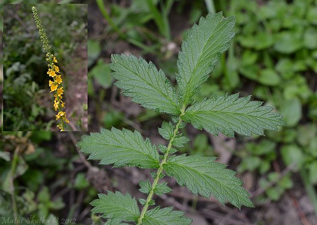 repík lekársky Agrimonia eupatoria L.