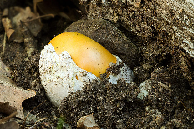 muchotrávka cisárska Amanita caesarea (Scop.) Pers.