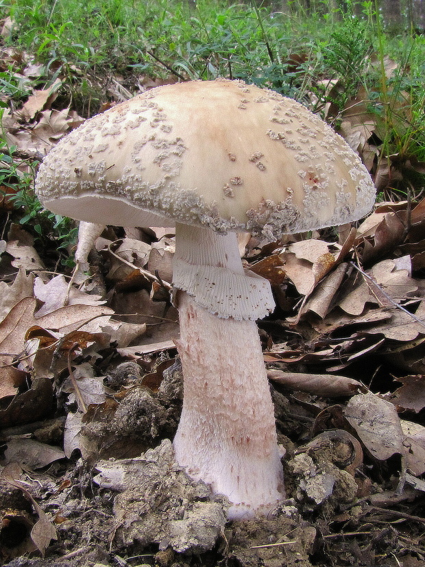 muchotrávka červenkastá Amanita rubescens Pers.