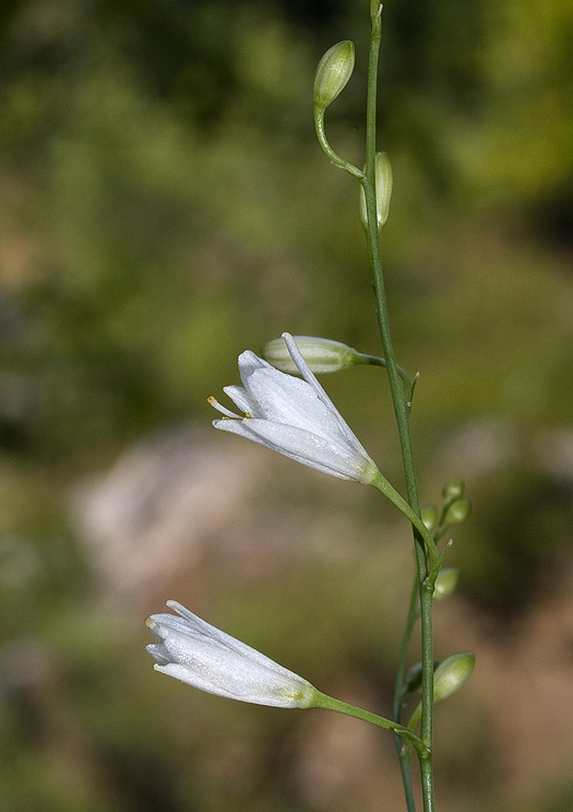 jagavka konáristá  Anthericum ramosum L.