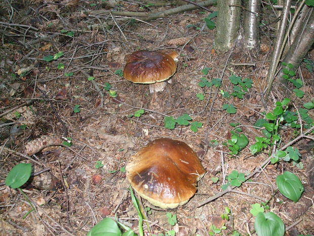 hríb smrekový Boletus edulis Bull.