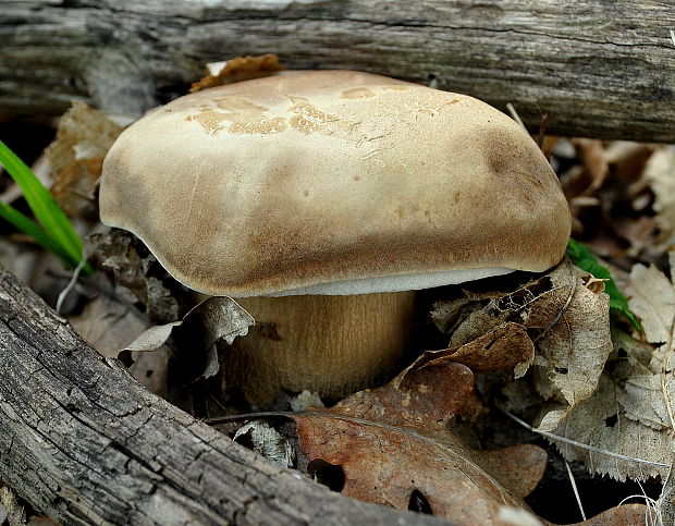 hríb dubový Boletus reticulatus Schaeff.