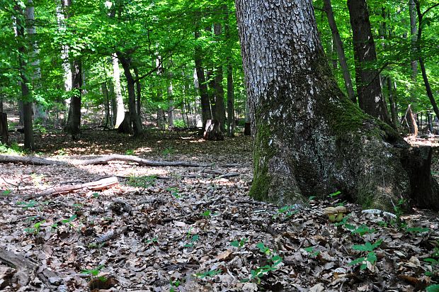 biotop hríba príveskatého Butyriboletus appendiculatus