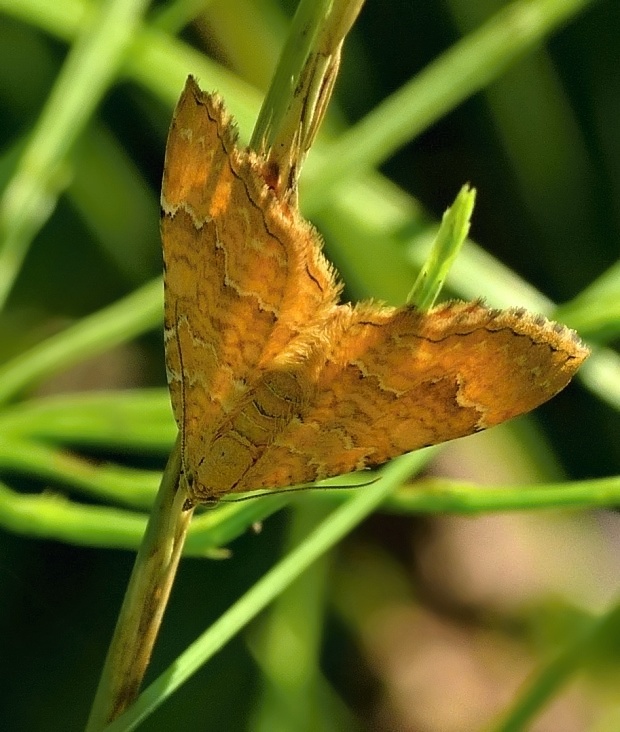 piadivka žihľavová Camptogramma bilineata