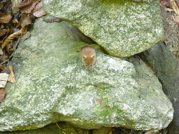 hrdziak lesný Clethrionomys glareolus