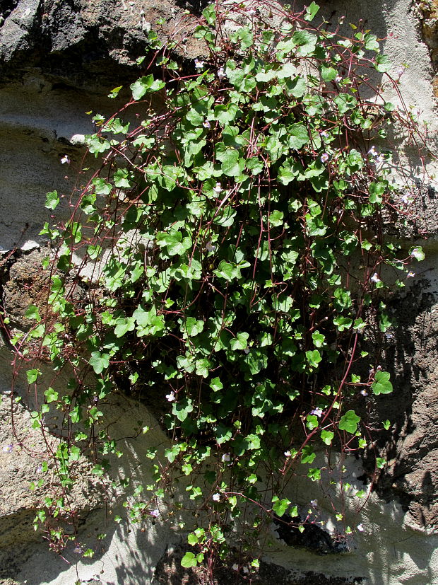 cimbalok múrový Cymbalaria muralis P. Gaertn., B. Mey. et Scherb.