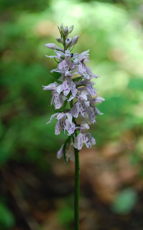 vstavačovec fuchsov pravý Dactylorhiza fuchsii subsp. fuchsii (Druce) Soó