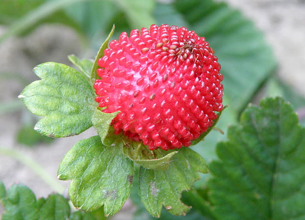 pajahoda indická Duchesnea indica (Andrews) Focke