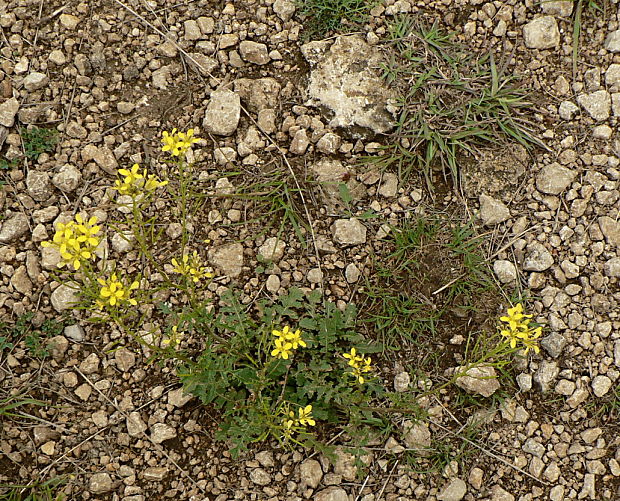 reďkevník potočníkolistý - ředkevník potočnicolistý Erucastrum nasturtiifolium (Poir.) O. E. Schulz