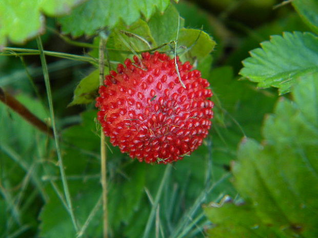 jahoda obyčajná Fragaria vesca L.