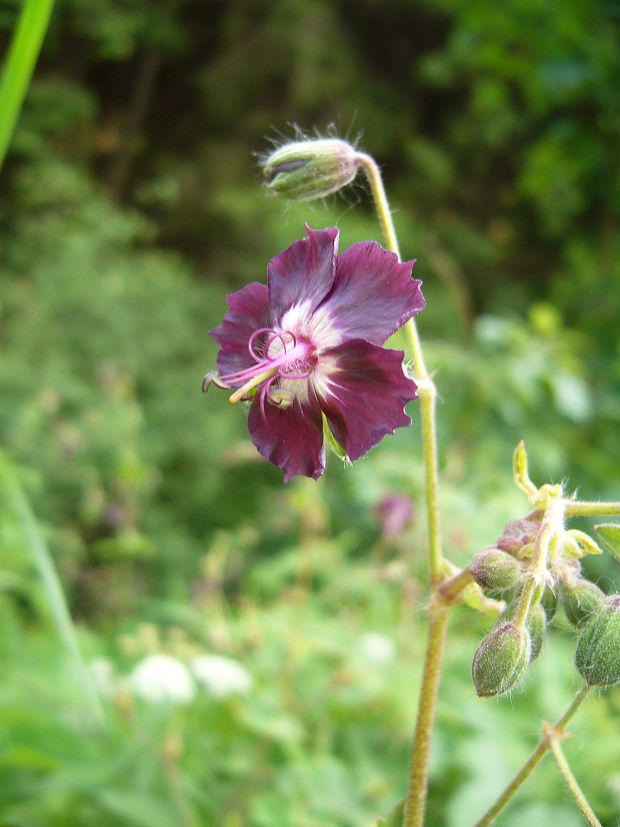 pakost hnedočervený Geranium phaeum L.