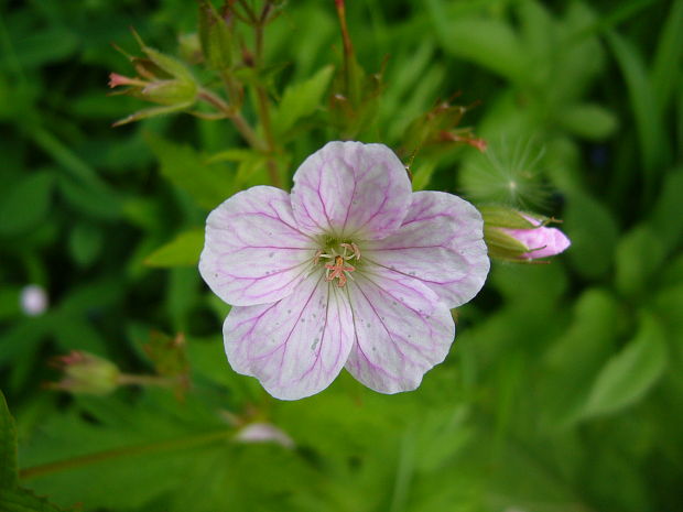 pakost Geranium sp.