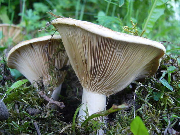 rýdzik plstnatý Lactarius vellereus (Fr.) Fr.